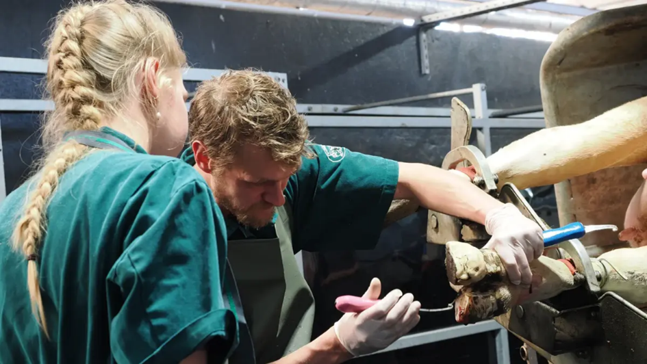 Klauenpflege im Konsultationsbetrieb Milchgut Bahnitz GmbH; Foto: Schmidt, Erwin